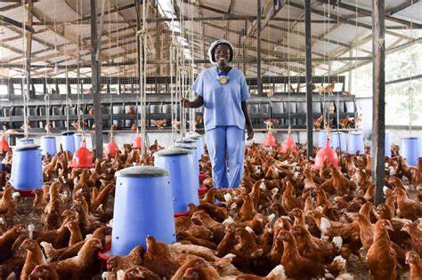 Low Sale Of Local Poultry: Farmers Blame Situation On Cheap Imported Frozen Chicken