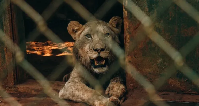 Lion Kills Zookeeper At Nigeria’s Obafemi Awolowo University
