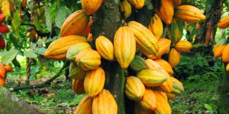 COCOBOD CAUTIONS COCOA FARMERS TO REFRAIN FROM USING INAPPROPRIATE WEEDICIDES