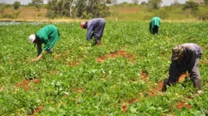 Agric-remains-short-of-10-allocation-target