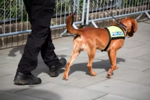 0_Police-explosives-sniffer-dog-at-work