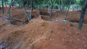 Cocoa farm destroyed by galamsey activities