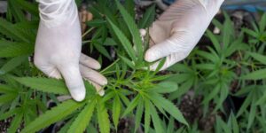 033121-news-marijuana-848×424