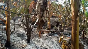 A-picture-of-the-destroyed-Cocoa-farm-by-the-fire-1